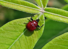 Attelabus nigripes Attelabus nigripes